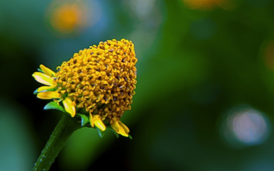 Estratto di Acmella Oleracea