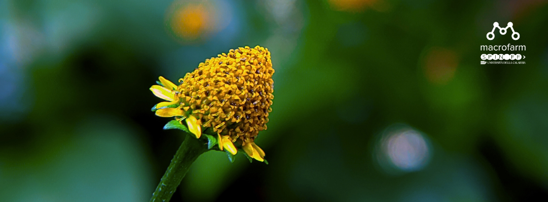 Estratto di Acmella Oleracea