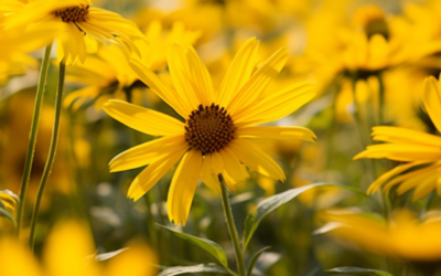 Arnica Montana