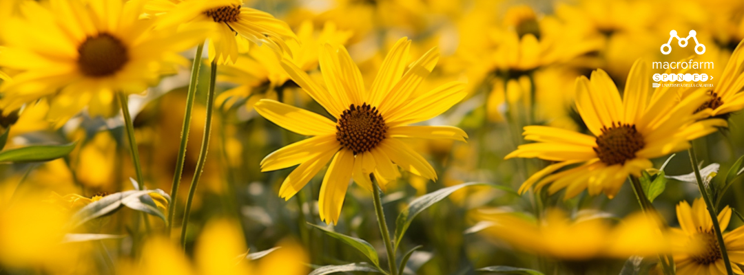 Arnica Montana